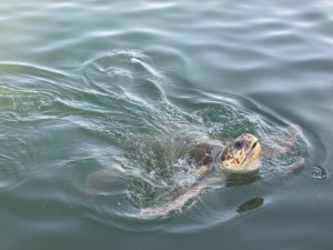 IMG_0110